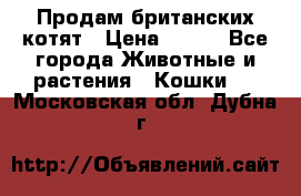 Продам британских котят › Цена ­ 500 - Все города Животные и растения » Кошки   . Московская обл.,Дубна г.